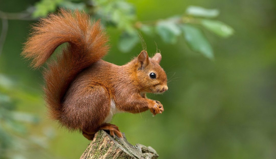 What’s Causing the Rise in Red Squirrel Numbers in UK Woodlands?